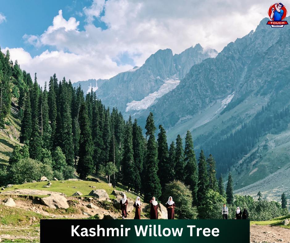 Kashmir Willow Bat